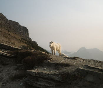 Field Notes: Exploring Glacier National Park